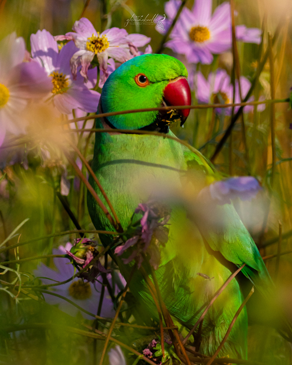 A vibrant green parakeet perched among blooming pink wildflowers, its bright red beak and vivid feathers glowing softly through a dreamy blur of foliage and natural sunlight.