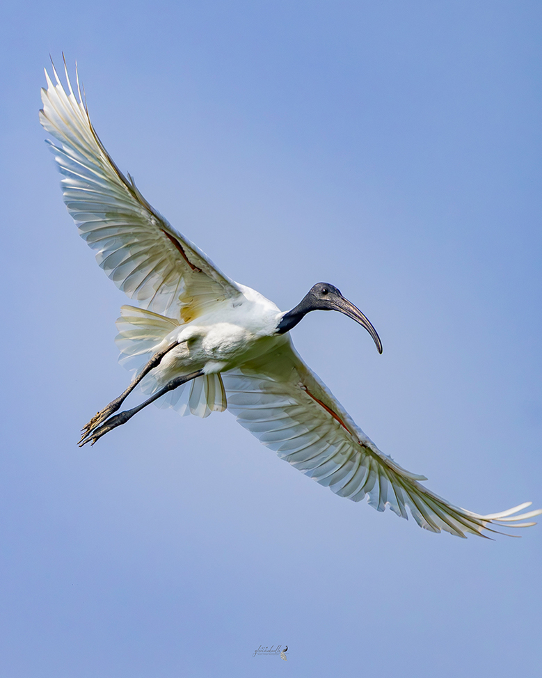 Wings stretched wide, tracing silence across the open sky