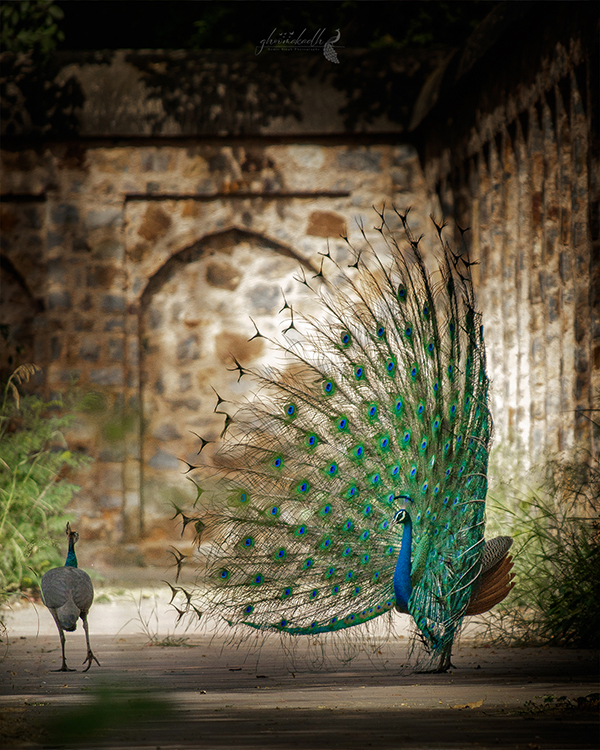 A majestic peacock displaying its fully spread iridescent feathers on a quiet pathway beside ancient stone walls, while another peacock walks nearby in the soft natural light.