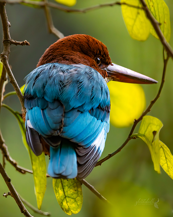 Wrapped in shades of blue, waiting quietly between light and leaves.